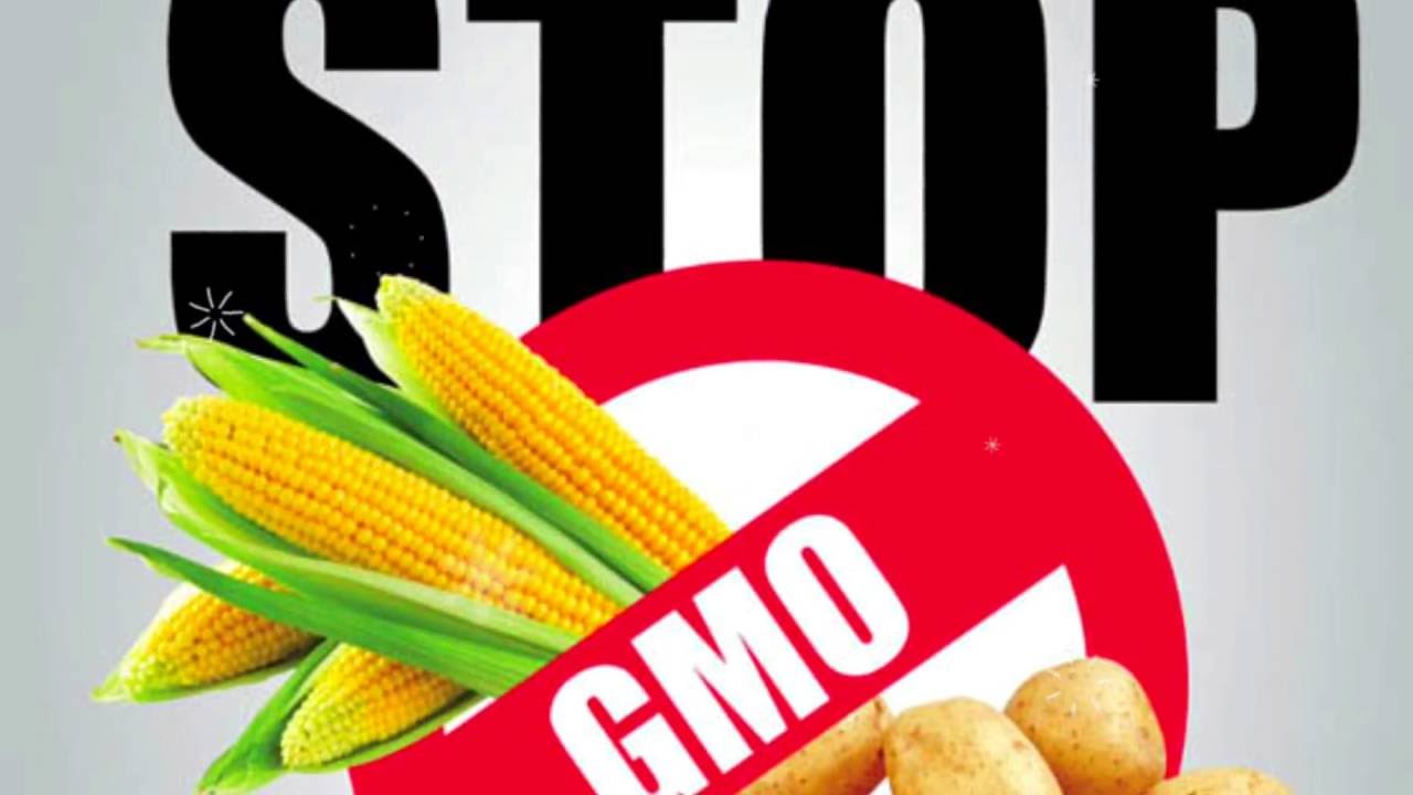 Исследование на наличие ГМО: сущность, методики